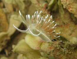 Abbs August '09 019a.jpg